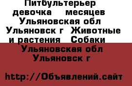 Питбультерьер ( девочка) 7 месяцев, - Ульяновская обл., Ульяновск г. Животные и растения » Собаки   . Ульяновская обл.,Ульяновск г.